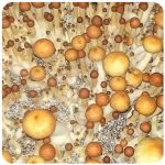 Псилоцибиновые (галлюциногенные)  грибы Psilocybin "Golden Teacher" в Курганинске