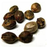 Семена марихуаны АК-47  (Seeds AK-47) в Курганинске